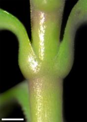 Veronica petriei. Connate leaf bases. Scale = 1 mm.
 Image: W.M. Malcolm © Te Papa CC-BY-NC 3.0 NZ